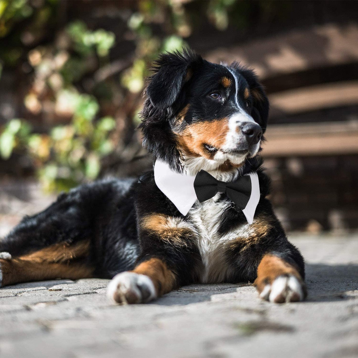 Dog Tuxedo Collar, Segarty Bow Tie Dog Collar, Black Bowtie with Handcrafted Adjustable White Collar Formal Pet Cats Necktie Collar for Small Medium Large Boy Dog Wedding Grooming Bows Birthday Gift Animals & Pet Supplies > Pet Supplies > Dog Supplies > Dog Apparel Segarty   