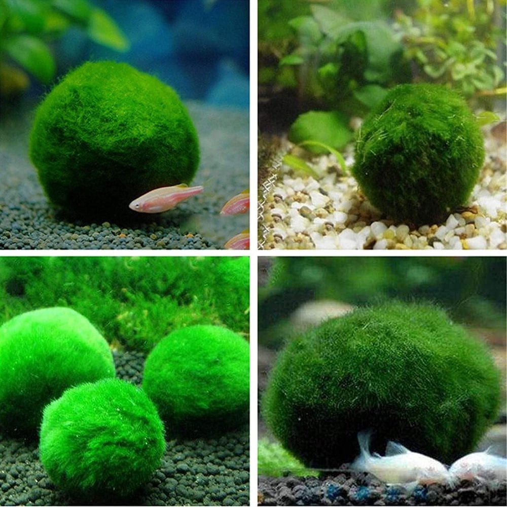 4PCS Aquarium Moss Balls,Live Aquarium Plants Green Moss Decorative Ball for Fish Tank Ornaments Freshwater Terrarium Moss Decoration