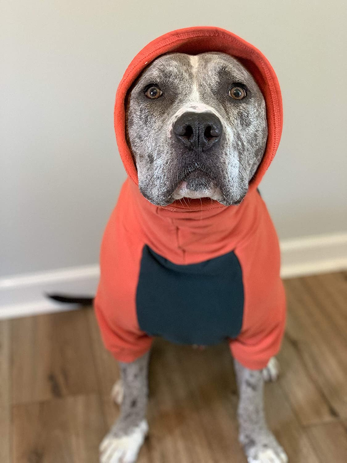 Tooth and Honey Dog Sweater/Pitbull Large Dog Sweater/Dog Sweatshirt/Dark Green and Orange (X-Large)