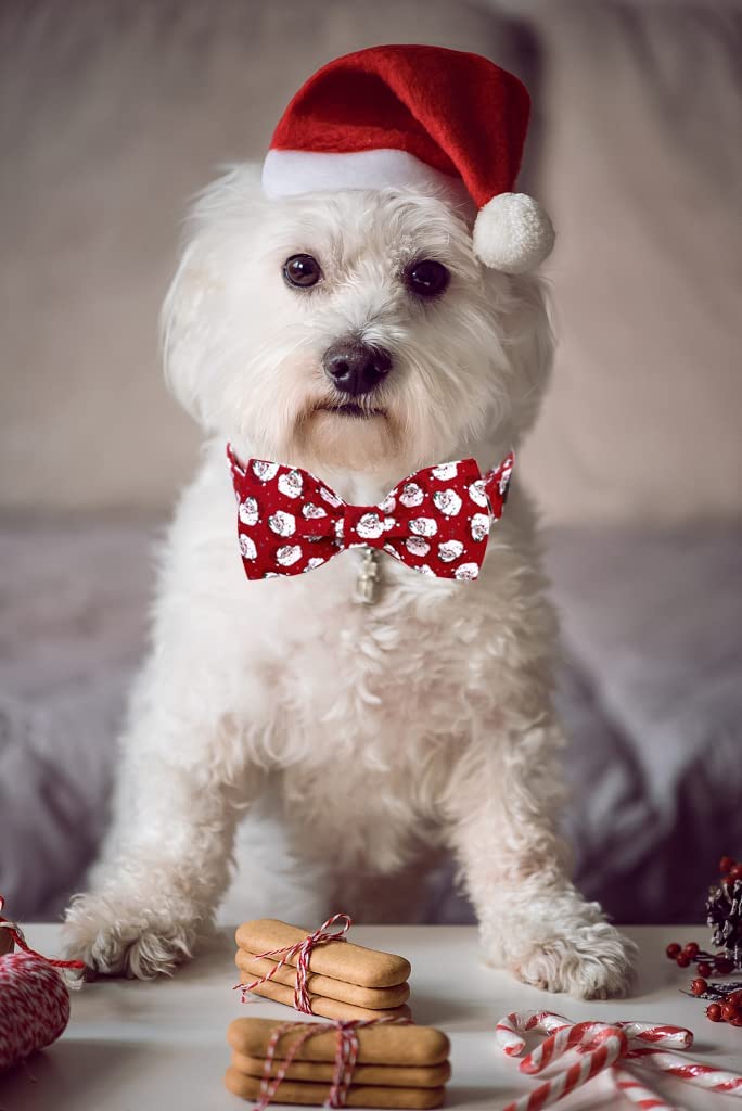 Lionet Paws Christmas Dog Collar with Bowtie, Dog Bowtie Collar with Metal Buckle for Dogs, Adjustable Comfortable Dog Collar Girl Boy Gift Santa Claus, M, Neck 13.5-22 In Animals & Pet Supplies > Pet Supplies > Dog Supplies > Dog Apparel lionet paws   