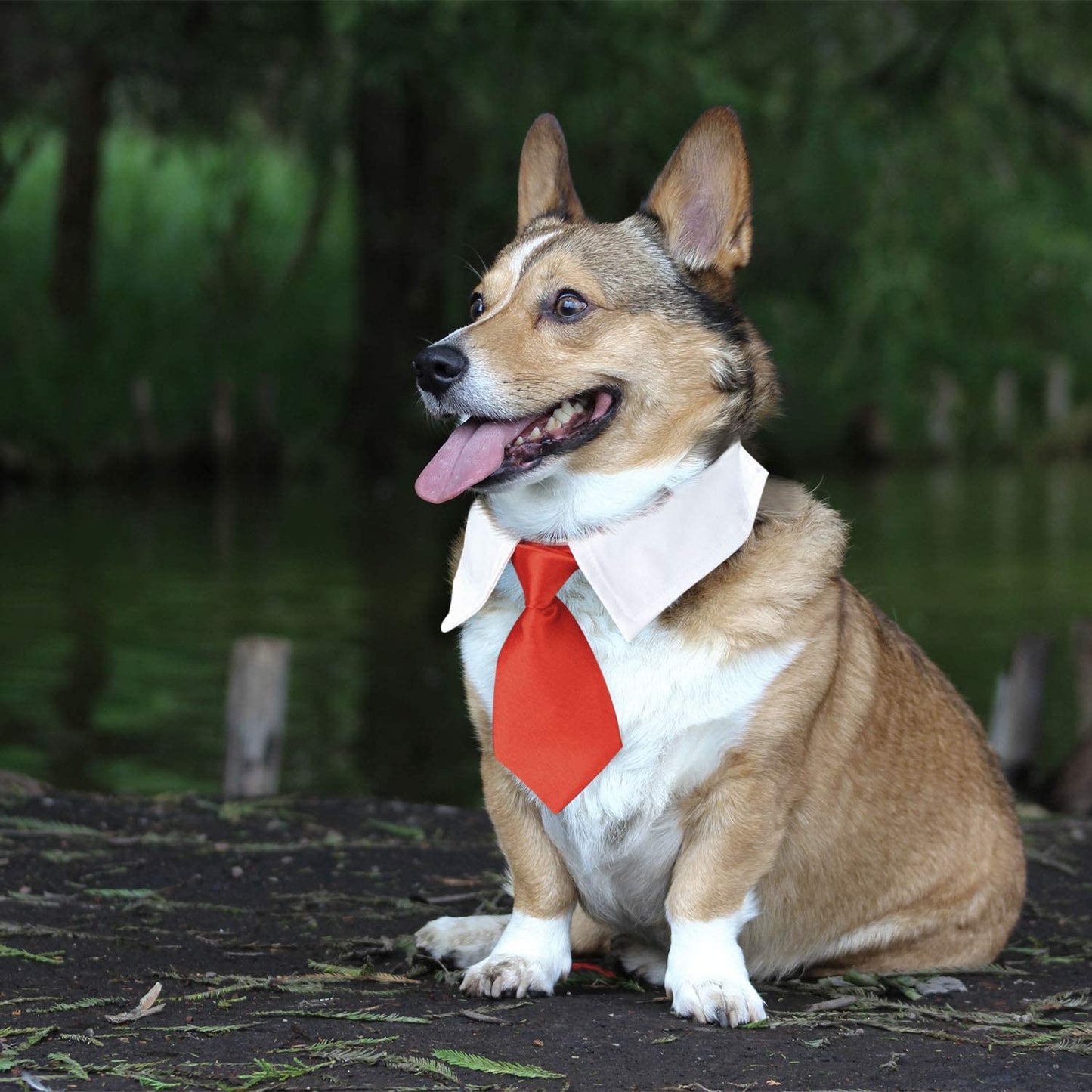 Dog breed shop necktie