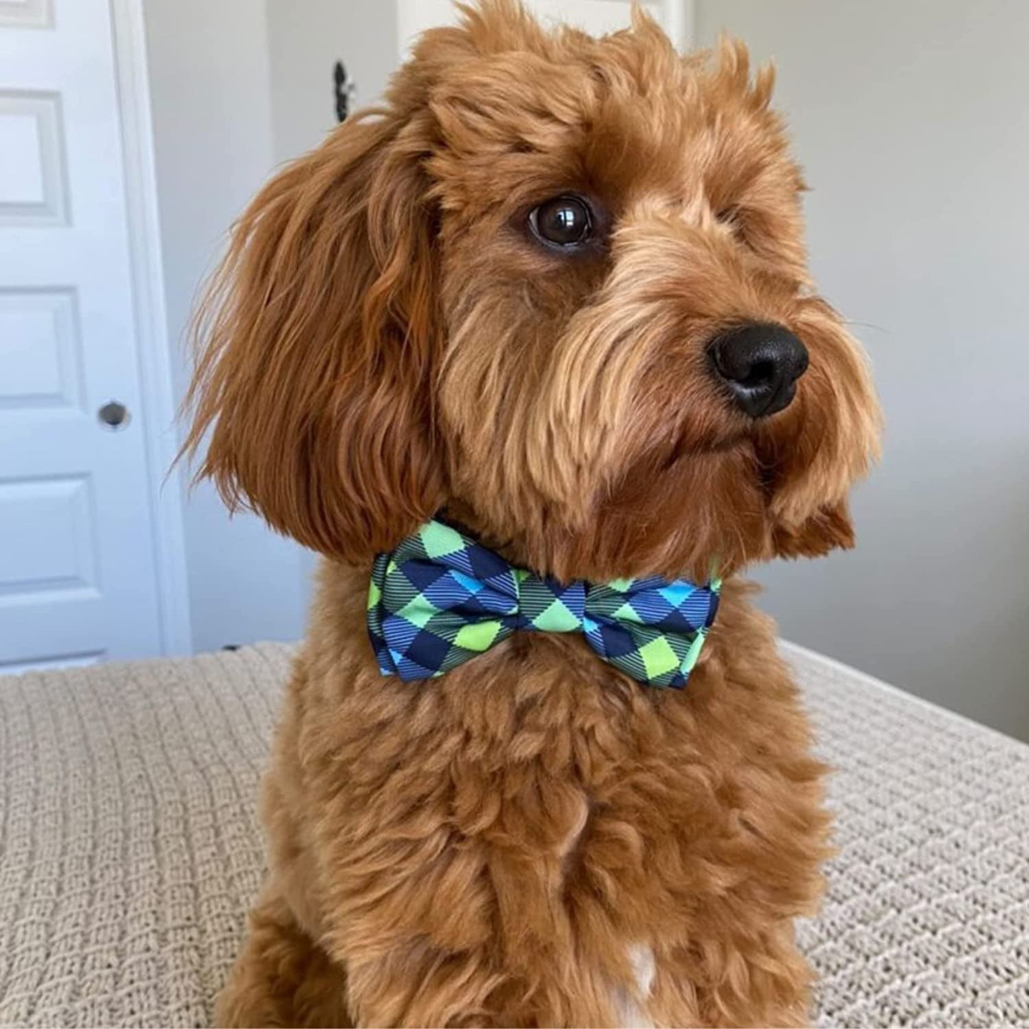 H&K Bow Tie for Pets | Navy Check (Small) | Velcro Bow Tie Collar Attachment | Fun Bow Ties for Dogs & Cats | Cute, Comfortable, and Durable | Huxley & Kent Bow Tie Animals & Pet Supplies > Pet Supplies > Dog Supplies > Dog Apparel Huxley & Kent   