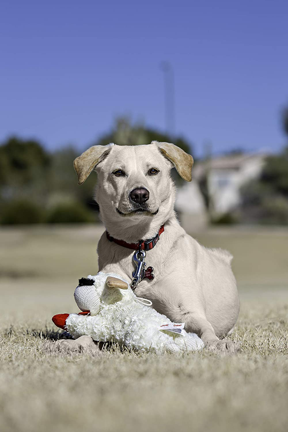 Multipet Lambchop Plush Dog Toy 10" with Squeaker Animals & Pet Supplies > Pet Supplies > Dog Supplies > Dog Toys Multipet   