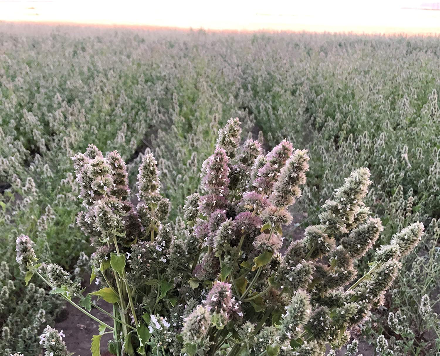 From the Field Catnip Buds Animals & Pet Supplies > Pet Supplies > Cat Supplies > Cat Treats From The Field   