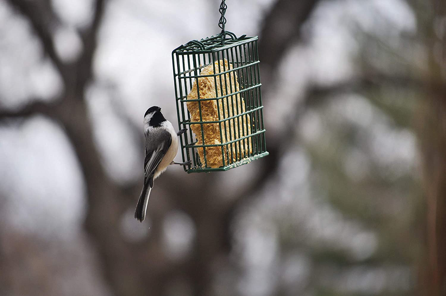 C&S No Melt Suet Dough Delights for Wild Birds, 12 Pack Animals & Pet Supplies > Pet Supplies > Bird Supplies > Bird Treats C&S   