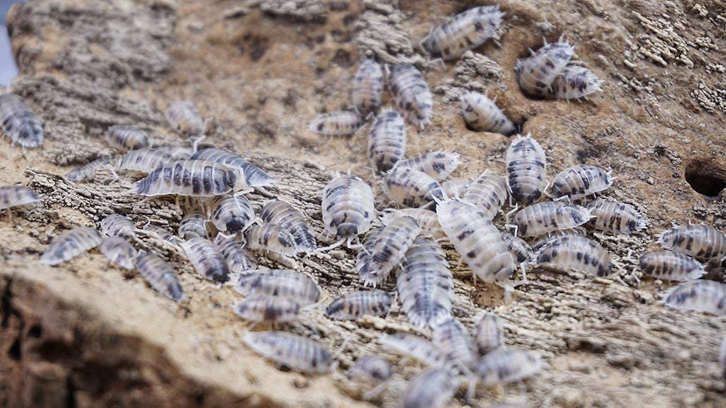 Bugzybugs Dairy Cow Porcellio Laevis Isopods Live Roly Poly Cleanup Crew Reptile Food 12 Count Animals & Pet Supplies > Pet Supplies > Reptile & Amphibian Supplies > Reptile & Amphibian Food Bugzybugs   