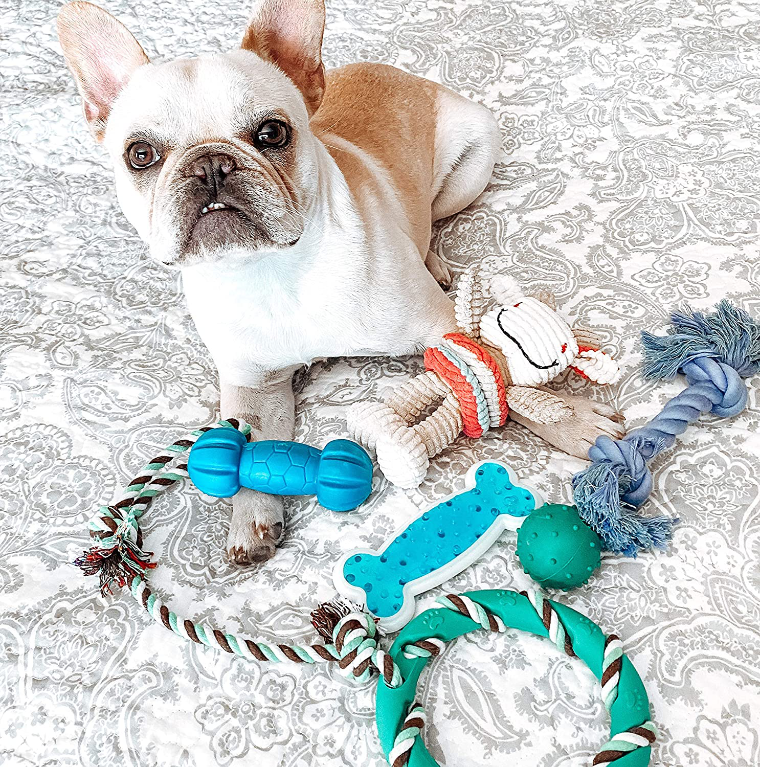 Rocket & Rex Dog Toy Pack, Chew Toys for Small Dogs and Dog Toys for Puppies, Safe & Non-Toxic, for Small to Medium Breeds, Includes Rope Toys, Plush Squeaky Toy, Ball and Tug of War Toy Animals & Pet Supplies > Pet Supplies > Dog Supplies > Dog Toys rocket & rex   