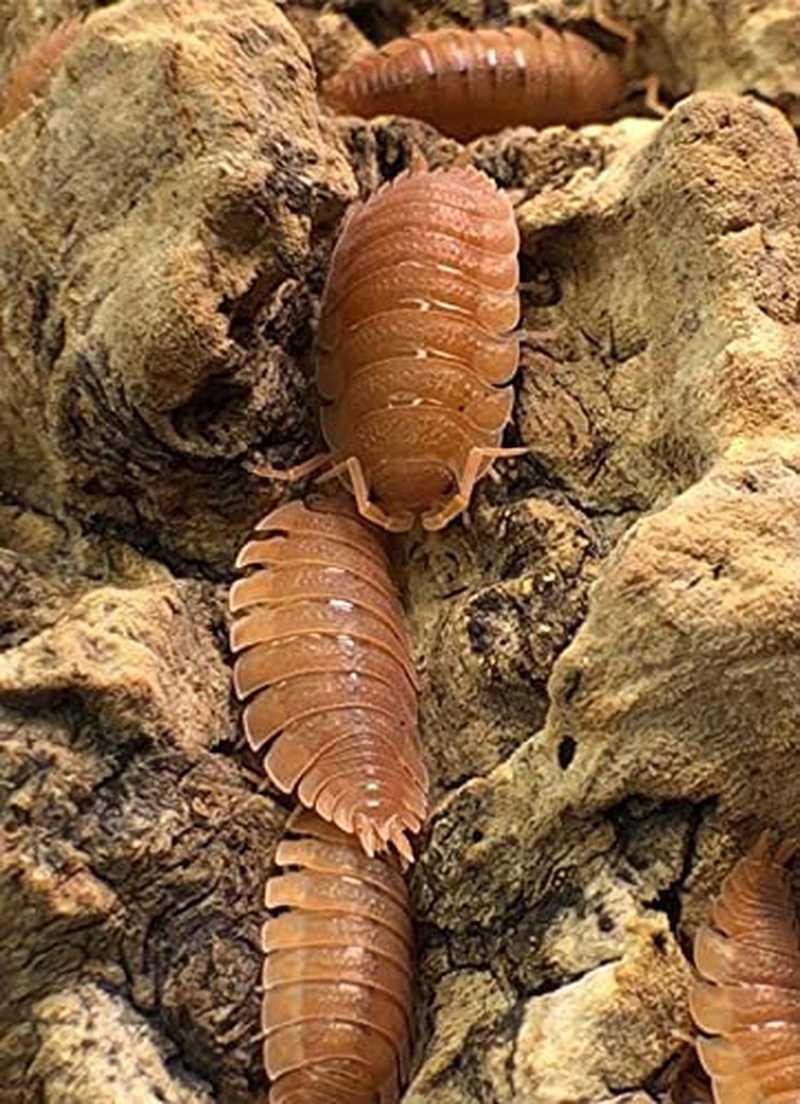 Bugzybugs 12 Porcellio Orange Scabers Live Isopods Roly Polys Cleanup Crew for Terrarium Reptile Food, 12 Count (Pack of 1) Animals & Pet Supplies > Pet Supplies > Reptile & Amphibian Supplies > Reptile & Amphibian Food BugzyBugs   