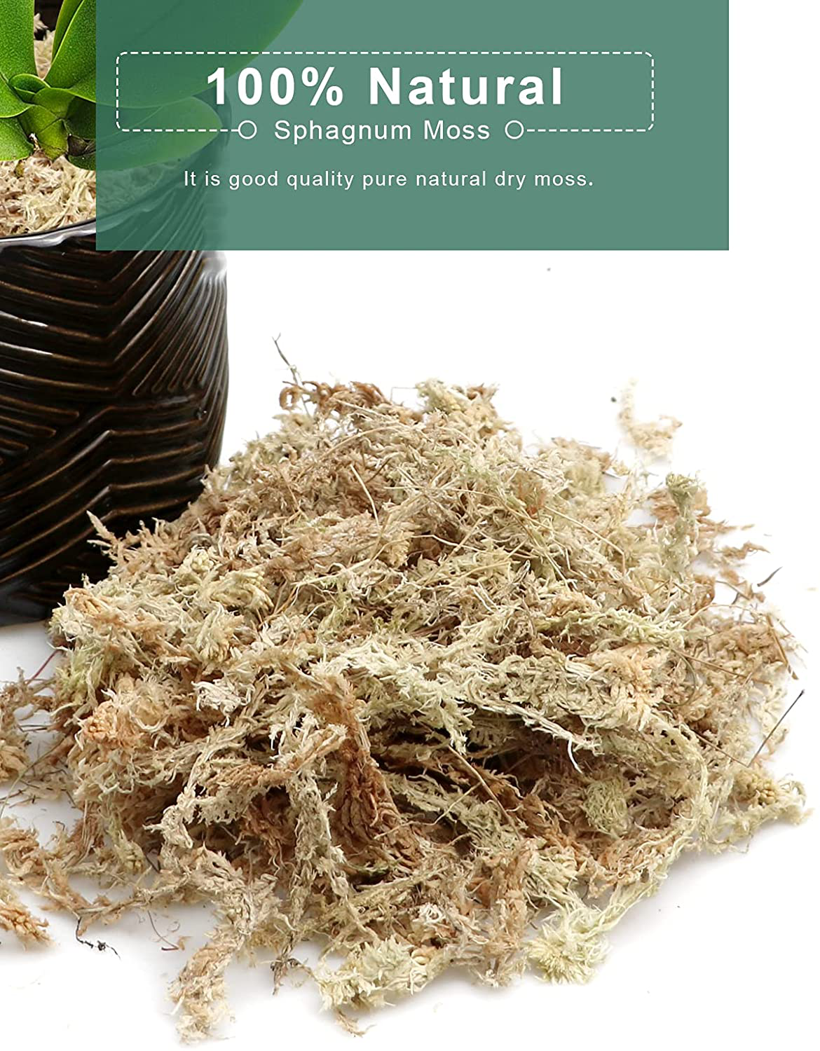 Orchid Sphagnum Moss, 2Qt Succulent Dried Moss, Garden Bonsai Pot Mix, Moisture-Holding Plant Growing Medium for Flowers Plant Pot and Reptiles Animals & Pet Supplies > Pet Supplies > Reptile & Amphibian Supplies > Reptile & Amphibian Substrates TOYPOPOR   