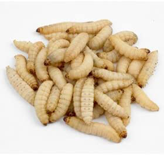 Galleria Mellonella Live Waxworms for Feeding Reptiles, Fishing, Birds, and Chickens (250)