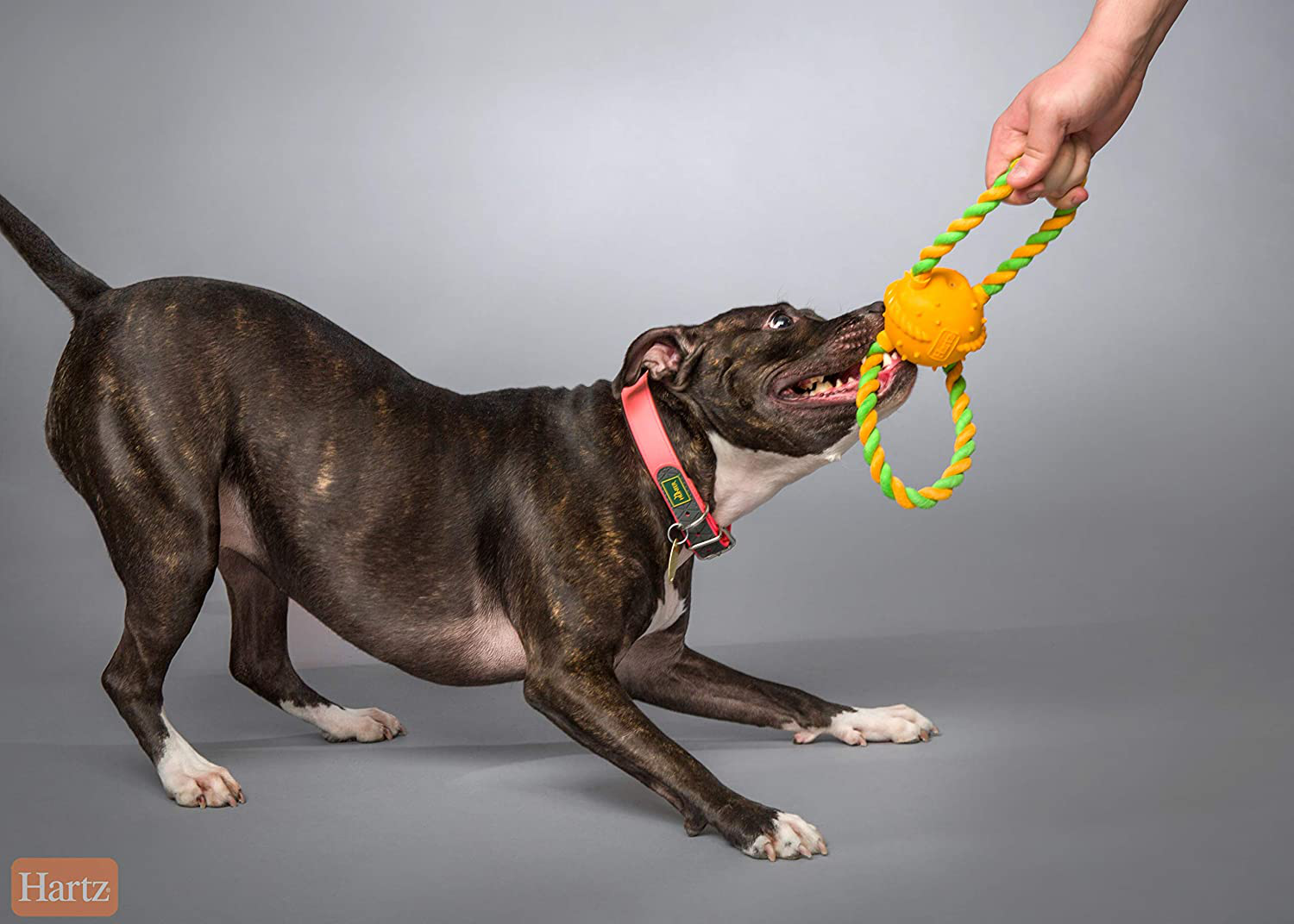 Hartz Duraplay Tug of Fun Squeak & Rope Dog Toys, Bacon Scented for Medium/Large Dogs Animals & Pet Supplies > Pet Supplies > Dog Supplies > Dog Toys Hartz   
