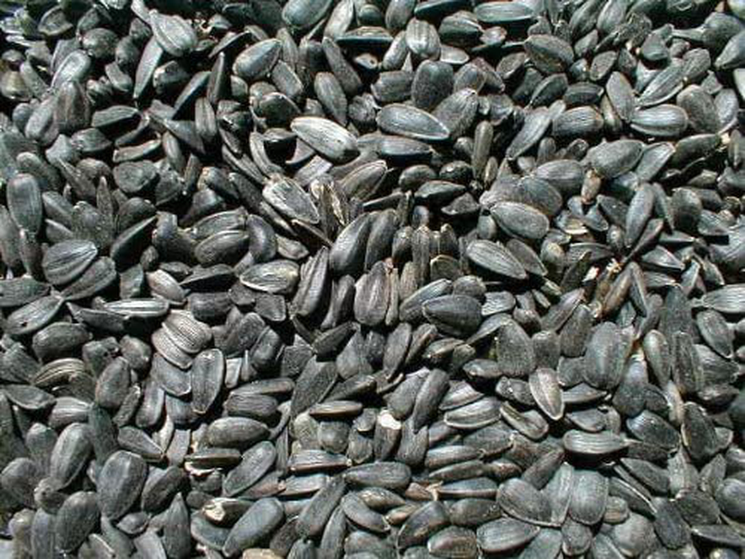 Black Oil Sunflower Seeds - Whole - 10 Lb Bag Animals & Pet Supplies > Pet Supplies > Bird Supplies > Bird Treats prdseed 25 lb bag  