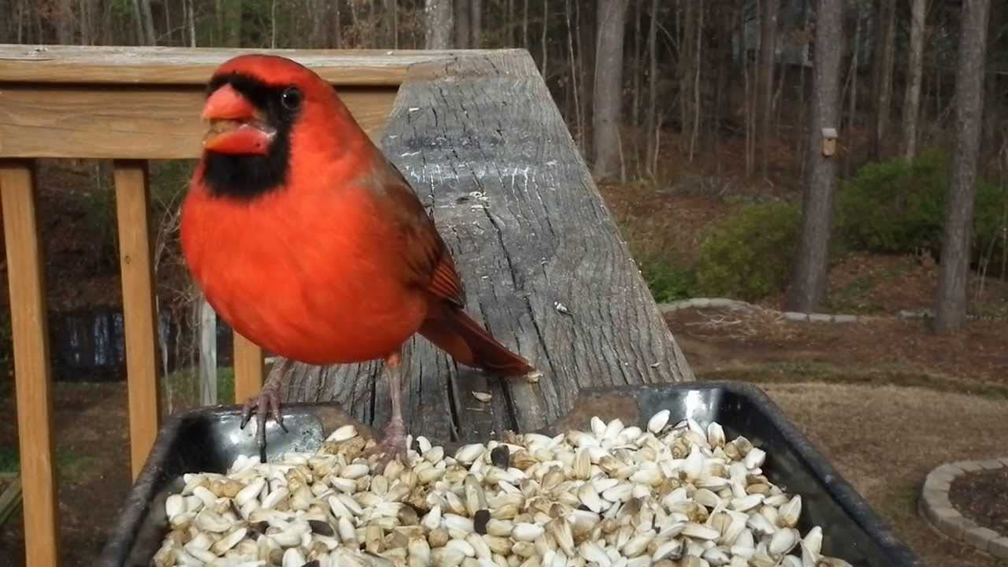 Backyard Seeds Safflower Bird Seed for Cardinals (10 Pounds) Animals & Pet Supplies > Pet Supplies > Bird Supplies > Bird Food CountryMax   