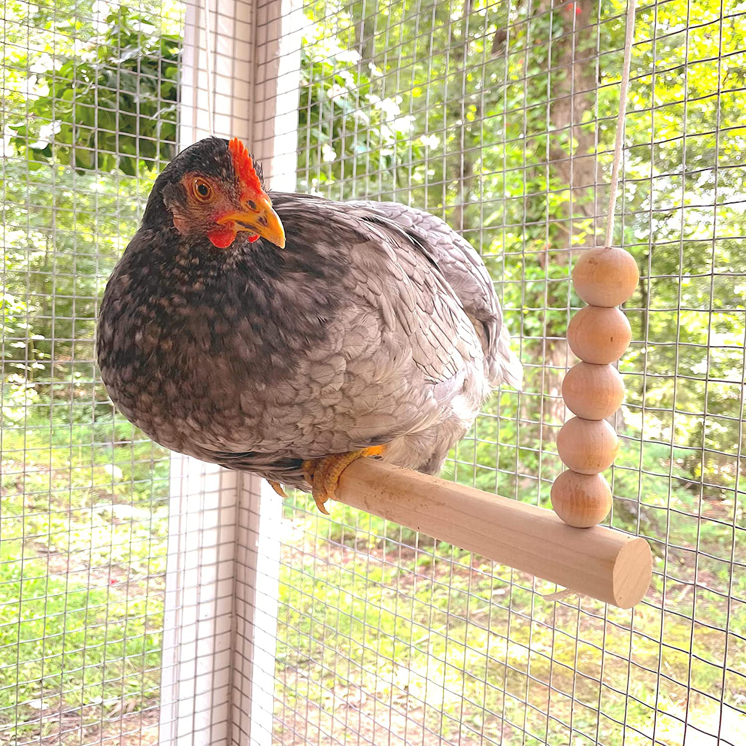 Backyard Barnyard Chicken Swing Toy for Coop (Round Bar) Handmade in USA! Natural Safe Large Wood Perch Ladder for Poultry Run Rooster Hens Chicks Pet Parrots Pollo Stress Relief for Birds Animals & Pet Supplies > Pet Supplies > Bird Supplies > Bird Ladders & Perches Backyard Barnyard   