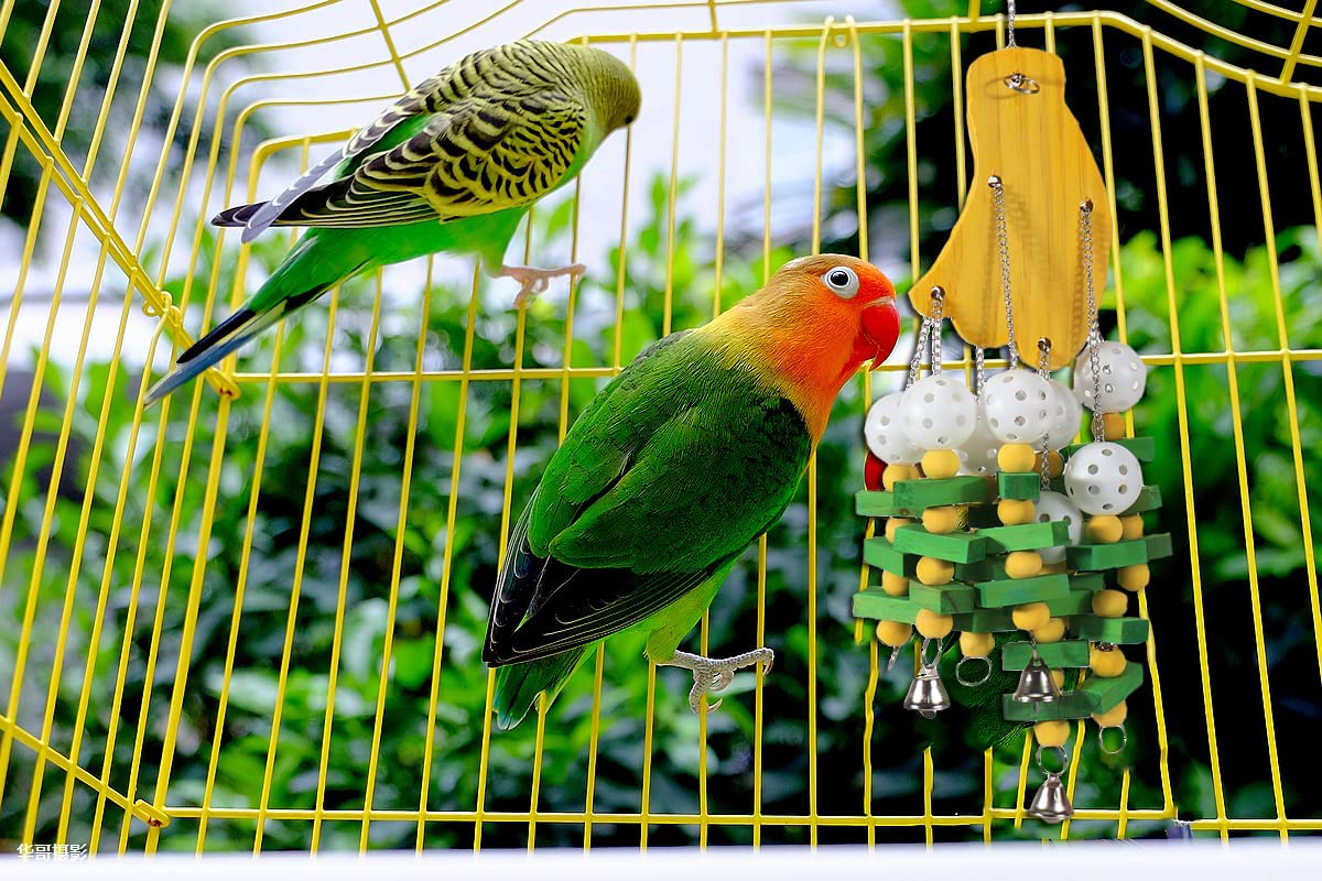 Lifeunion Large Bird Parrot Chewing Toys, Natural Wooden Parrot Cage Hanging Bite Block Toy Entertaining Tearing Treats Toy for Cockatoo, Parakeet, Lovebirds, Macaws, African Grey Animals & Pet Supplies > Pet Supplies > Bird Supplies > Bird Treats Lifeunion   