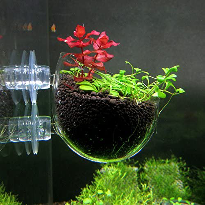 Fashionclubs Crystal Glass Aquatic Plant Cup Pot Holder, Aquarium Tank Live Plant Glass Pot Red Shrimp Holder with 2 Suckers,Fish Tank Aquascape Decor,2-Pack Animals & Pet Supplies > Pet Supplies > Fish Supplies > Aquarium Gravel & Substrates Fashionclubs   