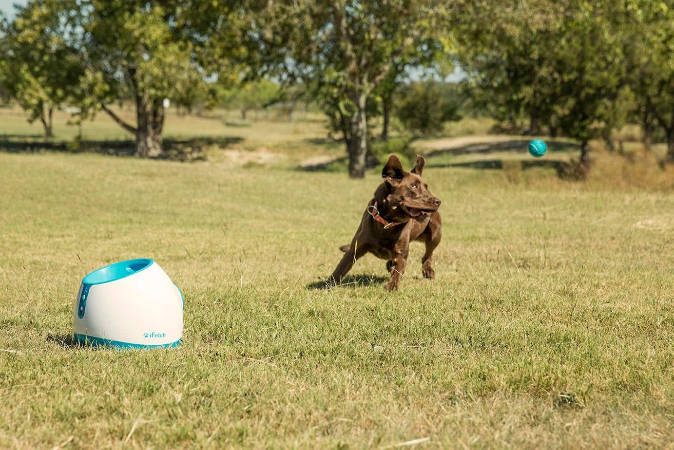 Interactive ball outlet launcher for dogs