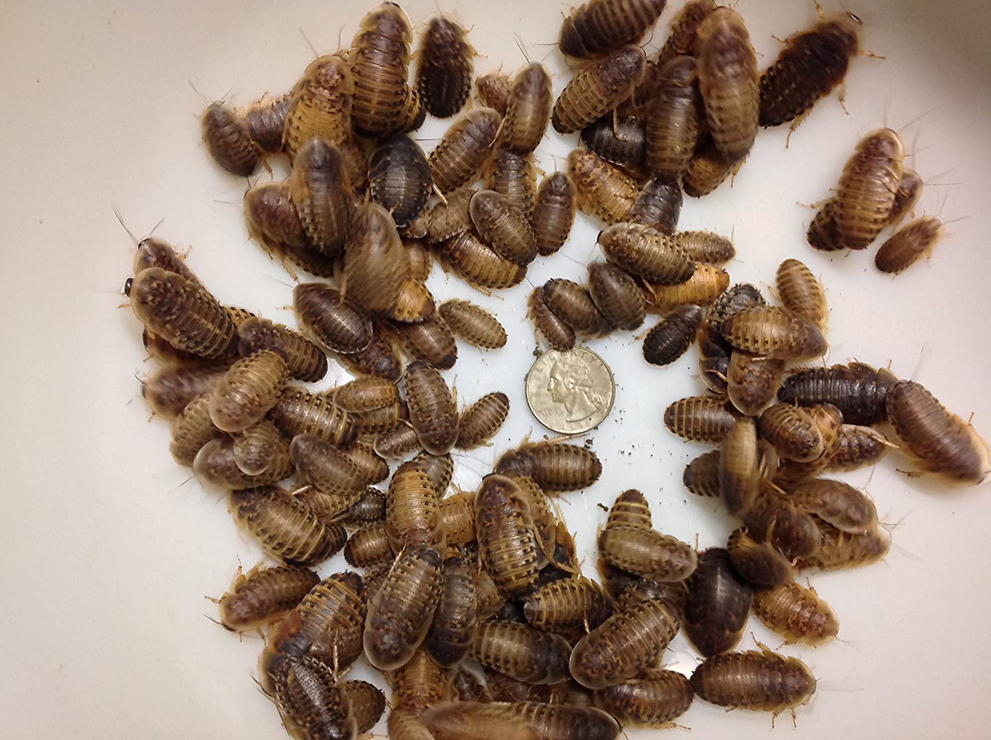 Dubia Roaches 100 Large Animals & Pet Supplies > Pet Supplies > Reptile & Amphibian Supplies > Reptile & Amphibian Food DubiaRoaches.com   