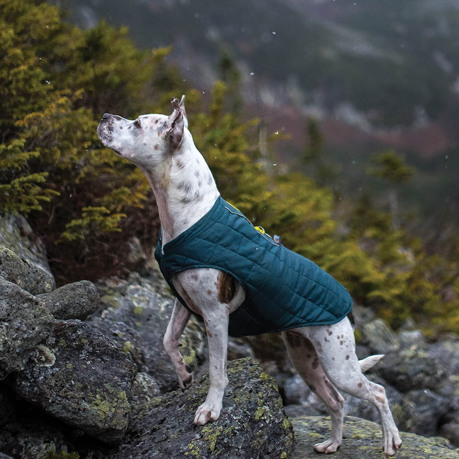 Kurgo Loft Jacket Dog Coat - Reversible Dog Winter Coat - Works with Harnesses - Dog Winter Jacket with Reflective Accents - Winter Dog Coat for Hiking - Dog Coats for Small, Medium, Large Dogs Animals & Pet Supplies > Pet Supplies > Dog Supplies > Dog Apparel Kurgo   