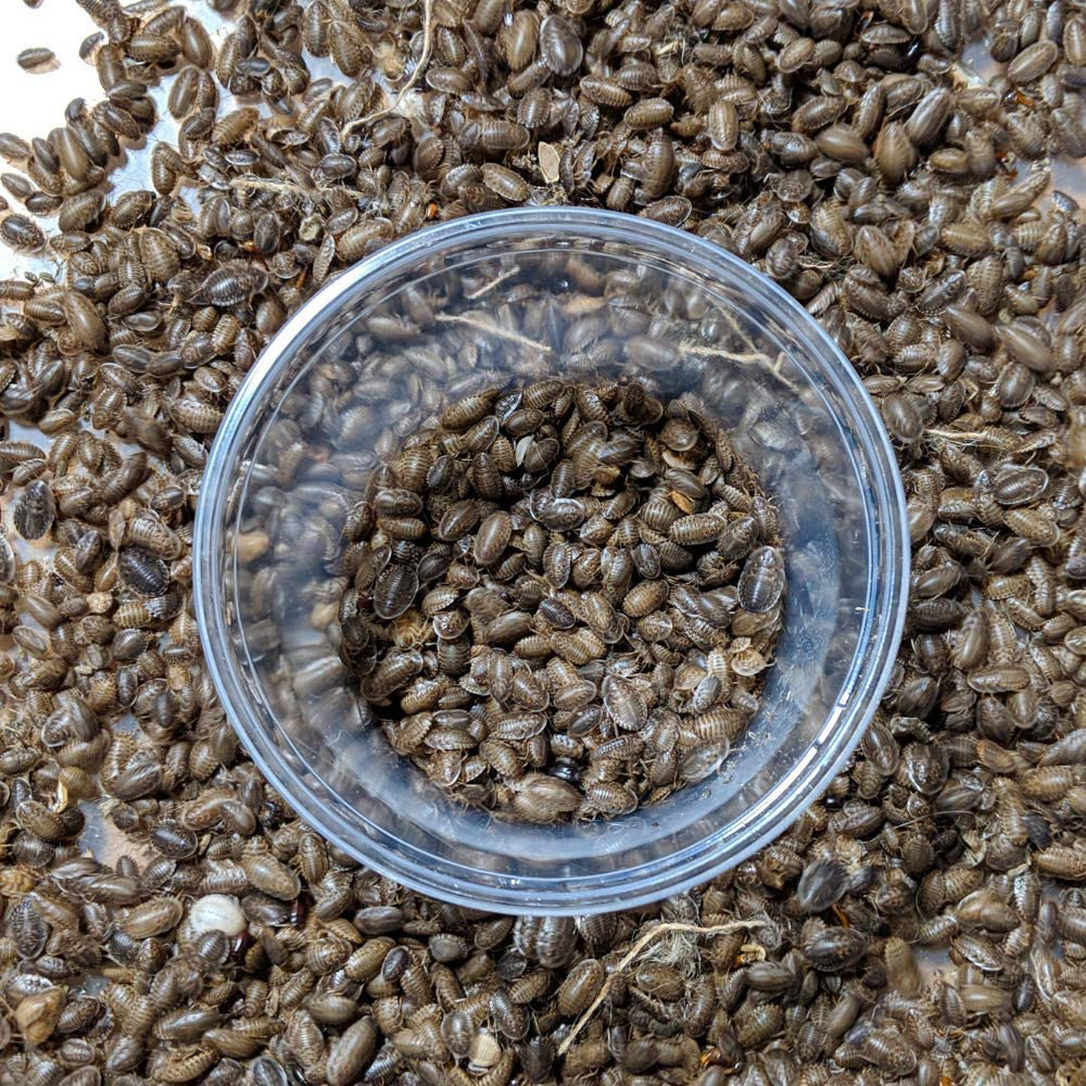 Dbdpet Premium Live Dubia Roaches 51Ct Small (0.25-0.375") - Bearded Dragon, Leopard Gecko, Phelsuma, Chameleon, and Other Small Reptile Food - Includes a Caresheet Animals & Pet Supplies > Pet Supplies > Reptile & Amphibian Supplies > Reptile & Amphibian Food DBDPet   