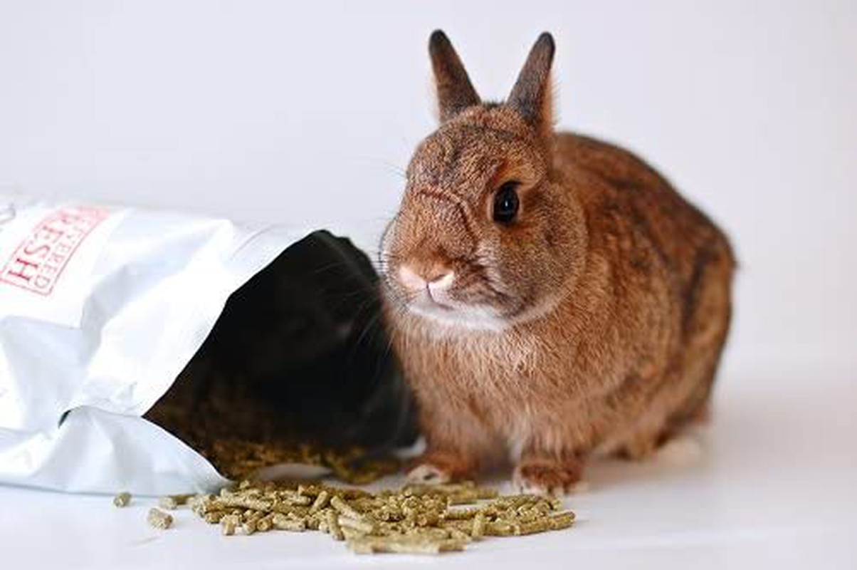 Small Pet Select Rabbit Food Pellets Animals & Pet Supplies > Pet Supplies > Small Animal Supplies > Small Animal Food Small Pet Select   