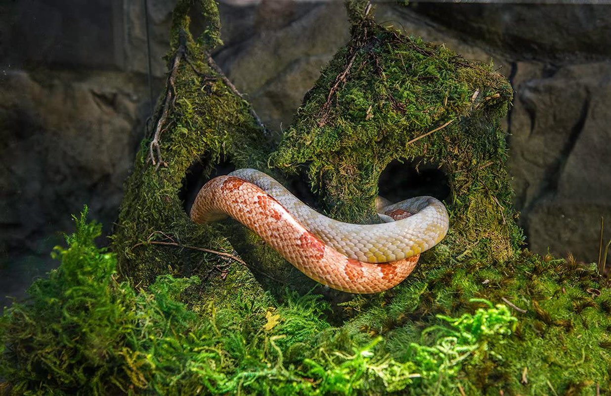 Galápagos (05248) Sheets of Real Moss, 8-Quart, Natural Animals & Pet Supplies > Pet Supplies > Reptile & Amphibian Supplies > Reptile & Amphibian Substrates Galapagos   