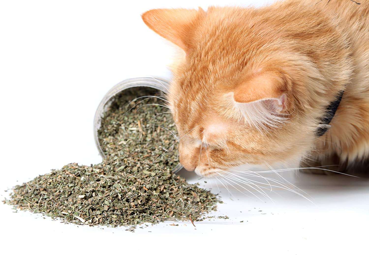 Cat Crack Catnip, Premium Blend Safe for Cats, Infused with Maximum Potency Your Kitty Is Sure to Go Crazy For