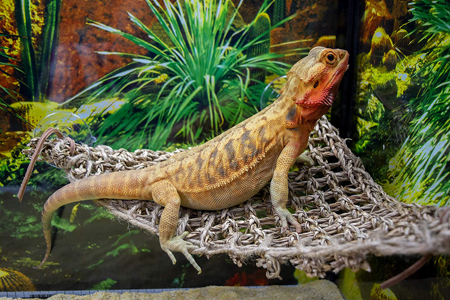 Penn-Plax Reptology Lizard Loungers – 100% Natural Seagrass Fiber – Great for Bearded Dragons, Anoles, Geckos, and Other Reptiles – 6 Sizes & Styles Available Animals & Pet Supplies > Pet Supplies > Reptile & Amphibian Supplies > Reptile & Amphibian Habitat Accessories Penn-Plax   