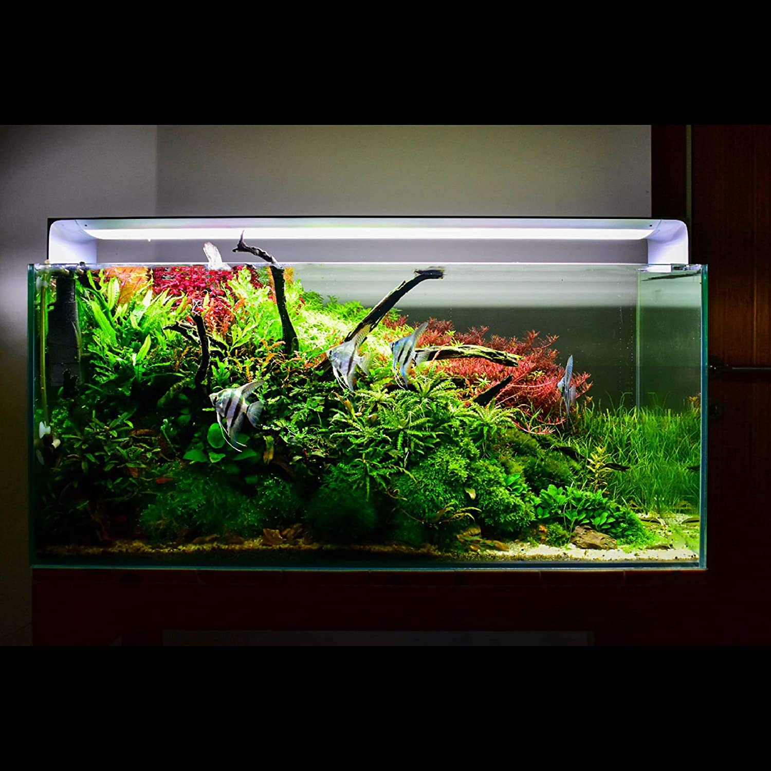 ONF Flat One+ Aquarium Light 24 Inch or 36 Inch, Yellow and White LED, APP Remote Controlled, Dimmable Full Spectrum for Plant Growth, Saltwater Freshwater Animals & Pet Supplies > Pet Supplies > Fish Supplies > Aquarium Lighting ONF   