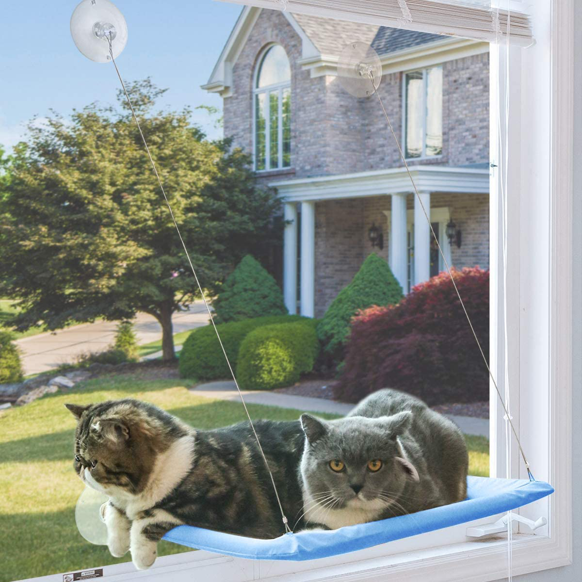 NOYAL Cat Resting Seat Perch Window Hammock Cats Kitty Safety Bed with Durable Heavy Duty Suction Cups Cat Bed Holds up to 30Lbs(Extra 2 Suction Cups) Animals & Pet Supplies > Pet Supplies > Cat Supplies > Cat Furniture NOYAL Blue  