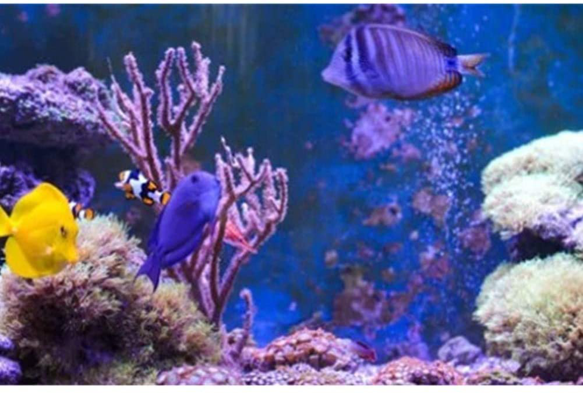 Air Stone Bubble, Fish Tank Aquarium Air Bubble Wall Air Stone Tube Spray Aeration Tube for Fish Tank(28") Animals & Pet Supplies > Pet Supplies > Fish Supplies > Aquarium Air Stones & Diffusers Zerone   