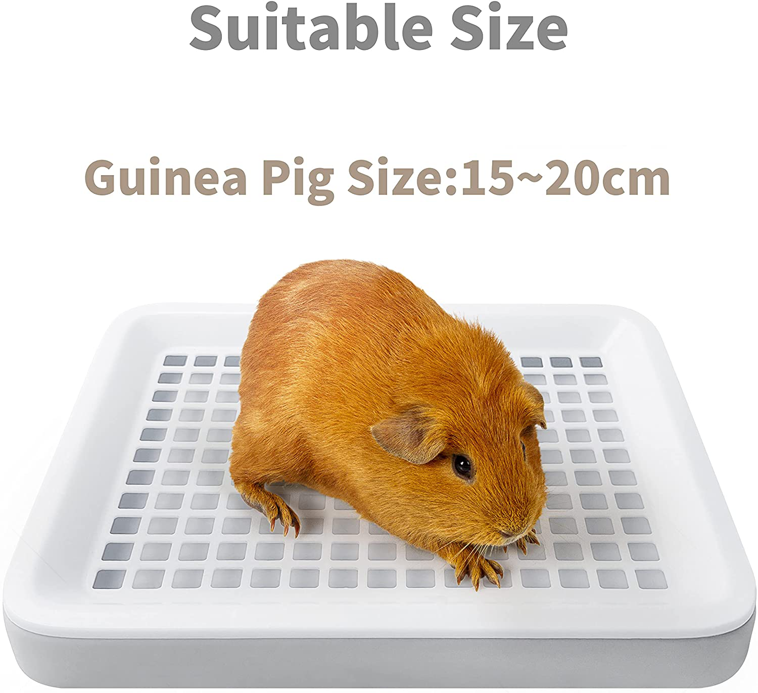 Guinea Pig Toilet, Small Animal Potty Trainer Corner, Square Rat Litter Bedding Box with Small Broom, Dustpan, Small Pet Litter Toilet for Guinea Pigs, Chinchilla, Ferret,Galesaur… Animals & Pet Supplies > Pet Supplies > Small Animal Supplies > Small Animal Bedding Moan&Miao   