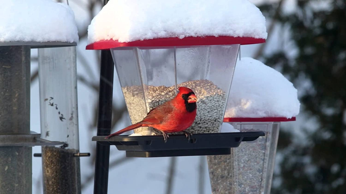 Backyard Seeds Safflower Bird Seed for Cardinals (10 Pounds) Animals & Pet Supplies > Pet Supplies > Bird Supplies > Bird Food CountryMax   