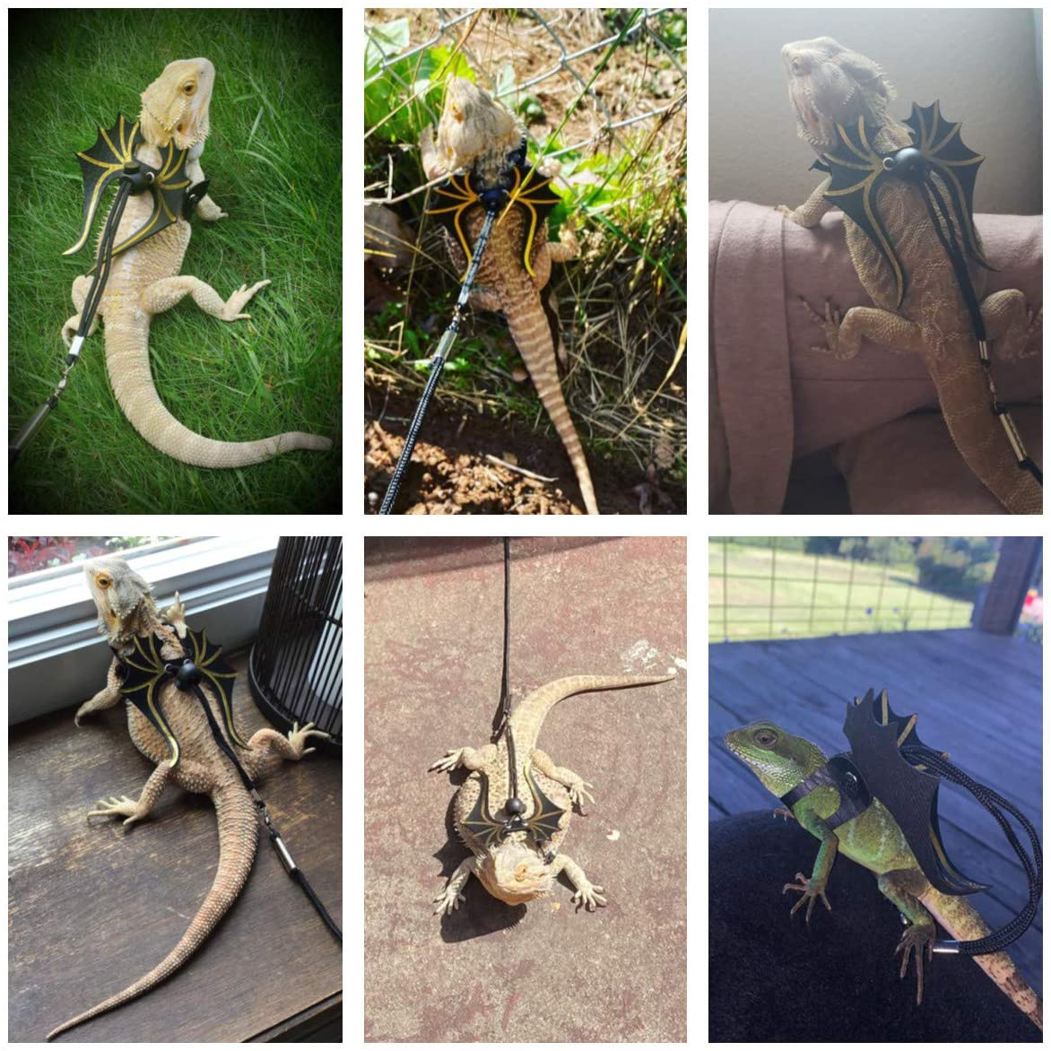 Juvenile bearded dragon sales leash