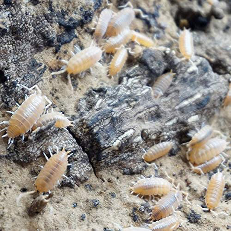 Powder Orange Live Isopods Porcellio Pruinosus Cleanup Crew Roly Poly for Insect Terrarium Reptile Pet Food Animals & Pet Supplies > Pet Supplies > Reptile & Amphibian Supplies > Reptile & Amphibian Food BugzyBugs   