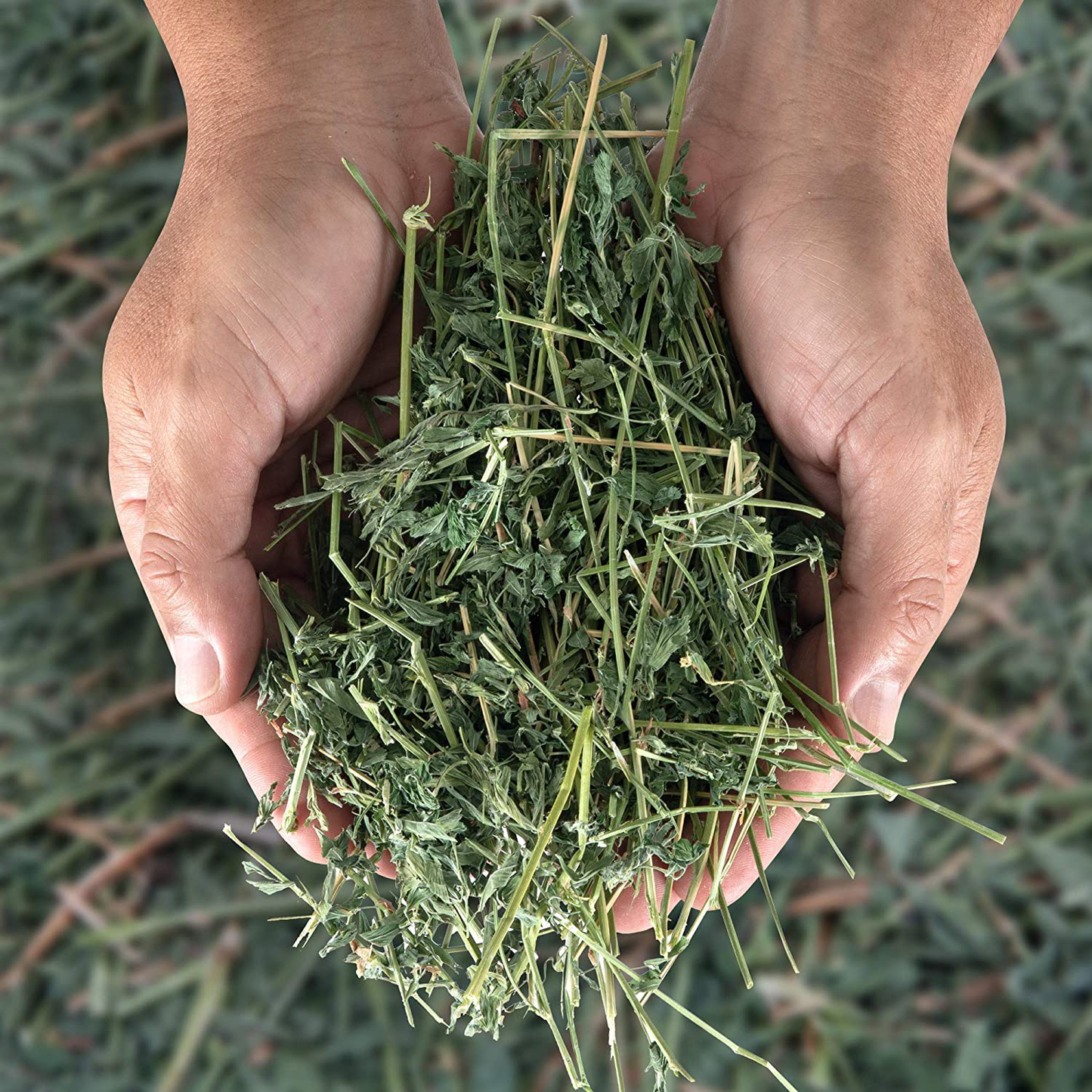 Alfalfa Hay, Dried Natural Alfalfa Hay for Rabbits, Guinea Pigs, Chinchillas, and Ferrets - Protein and Fiber Rich Food for Small Animals - Healthy Pet Food Animals & Pet Supplies > Pet Supplies > Small Animal Supplies > Small Animal Food High Desert Small Animal Feed   