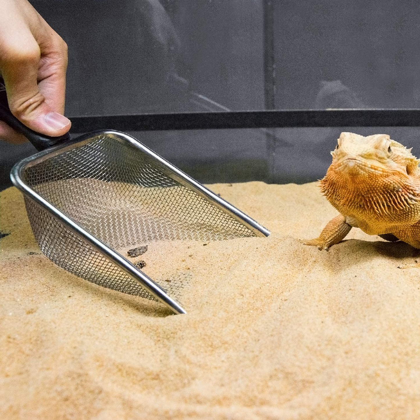 REPTI ZOO Reptile Sand Stainless Steel Fine Mesh Reptile Substrate Metal Sand Shovel Terrarium Substrate Durable Litter Cleaner Corner Scoop Animals & Pet Supplies > Pet Supplies > Reptile & Amphibian Supplies > Reptile & Amphibian Substrates REPTI ZOO   