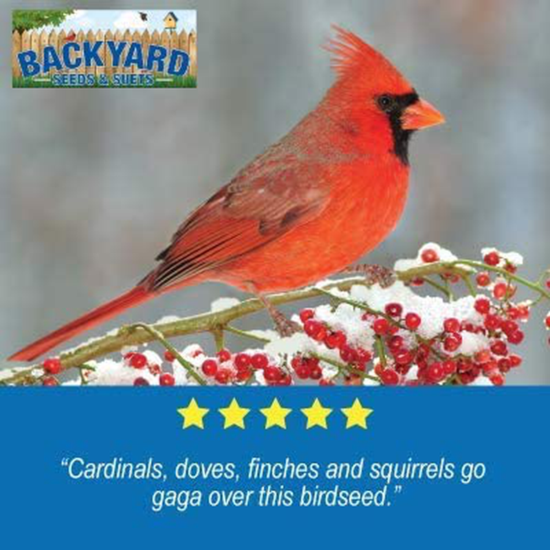 Backyard Seeds Safflower Bird Seed for Cardinals (10 Pounds) Animals & Pet Supplies > Pet Supplies > Bird Supplies > Bird Food CountryMax   