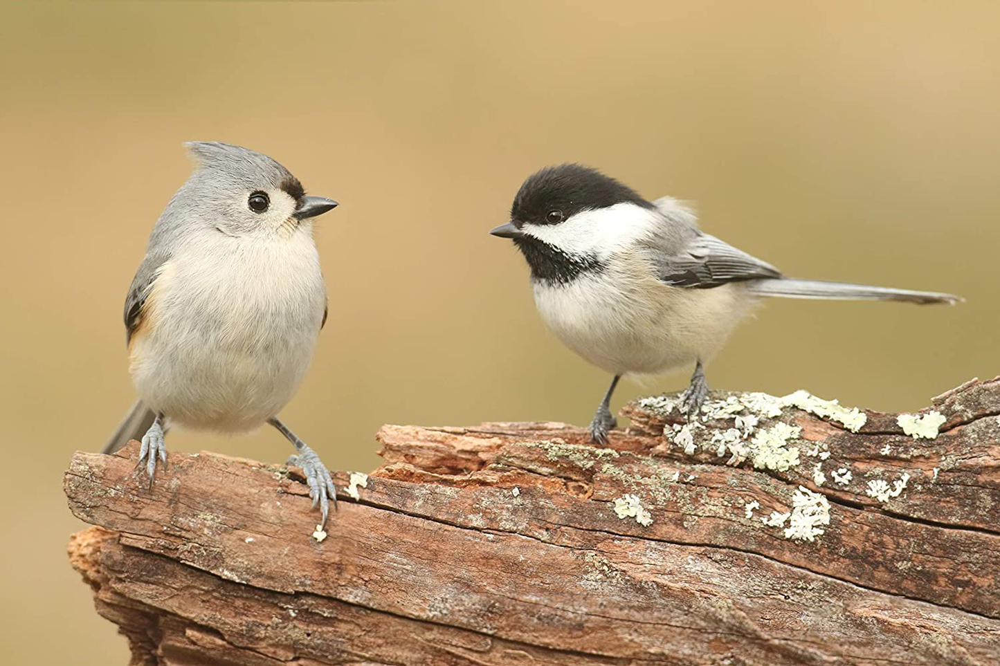 Valley Farms Chickadee Mix - Attract Cute Wild Birds like Chickadee, Titmice, & Nuthatch! Animals & Pet Supplies > Pet Supplies > Bird Supplies > Bird Food Valley Farms   