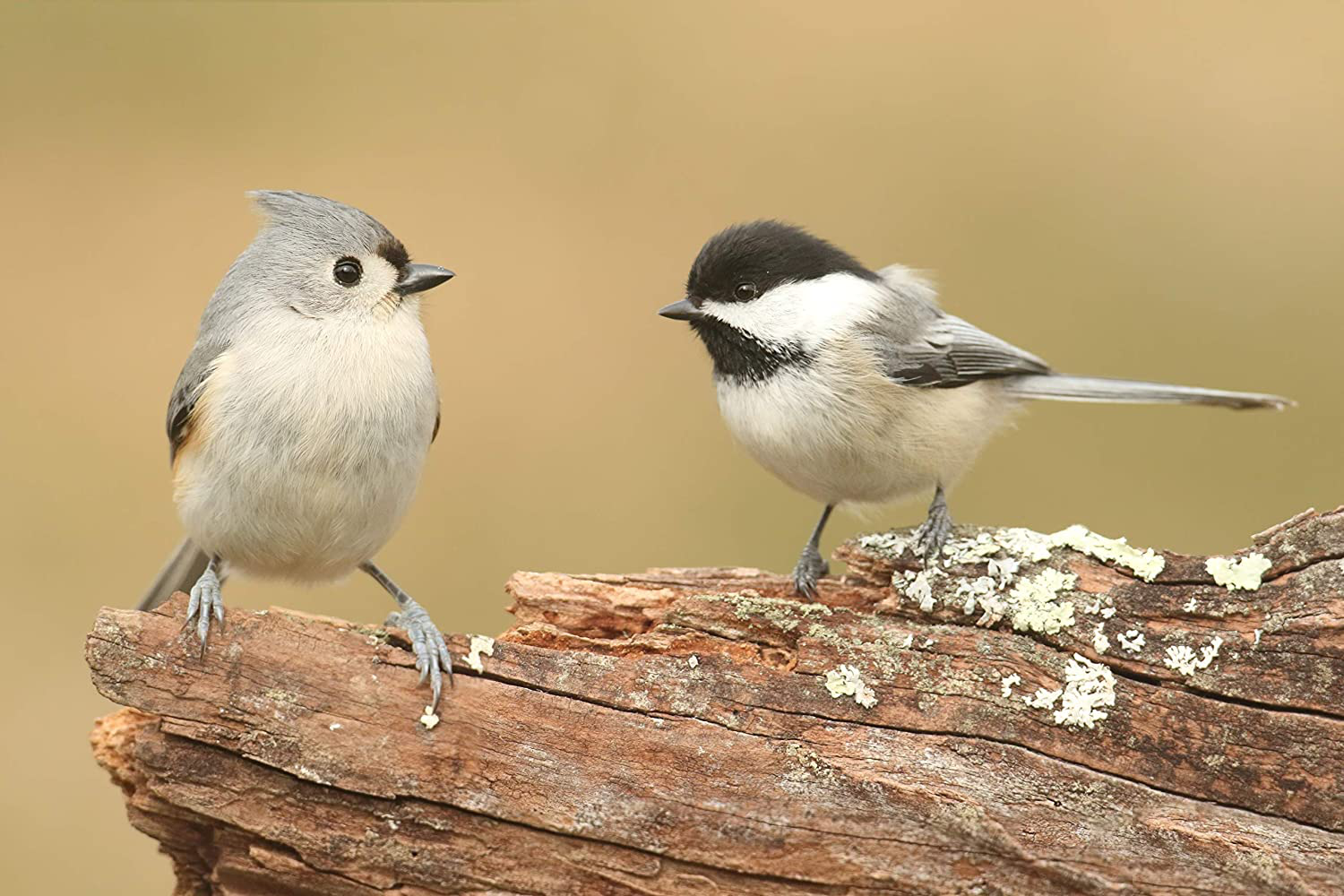 Valley Farms Chickadee Mix - Attract Cute Wild Birds like Chickadee, Titmice, & Nuthatch! Animals & Pet Supplies > Pet Supplies > Bird Supplies > Bird Food Valley Farms   