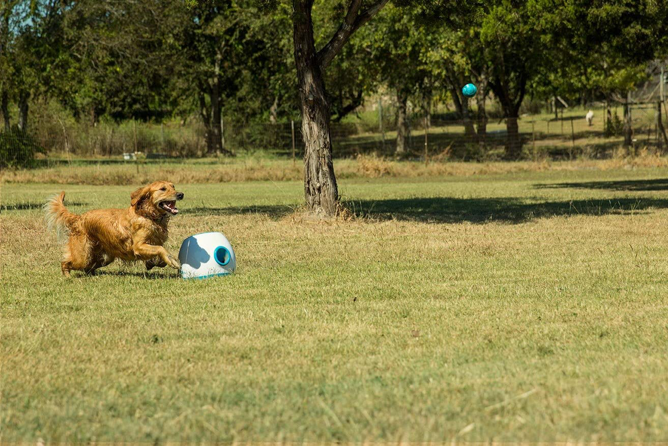 Ifetch interactive ball sale thrower for dogs