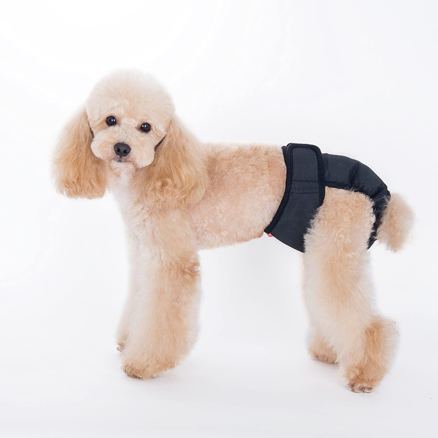 Alfie Pet - Max Diaper Dog Sanitary Pantie (For Girl Dogs)