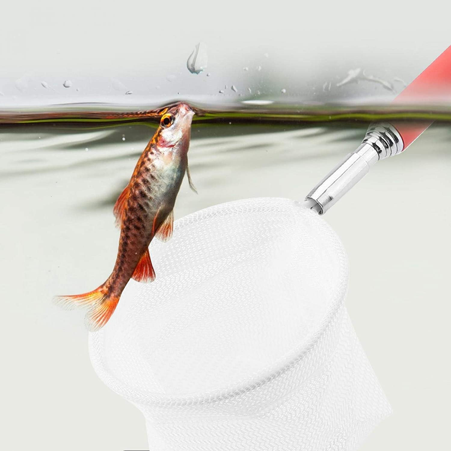 Extendable Telescopic Fish Shrimp, 20-56.5Cm Extendable Telescopic Fish Shrimp Skimming Net Safe Fish Catching or Releasing for Aquarium Fish Tank Pond Animals & Pet Supplies > Pet Supplies > Fish Supplies > Aquarium Fish Nets Sheens   