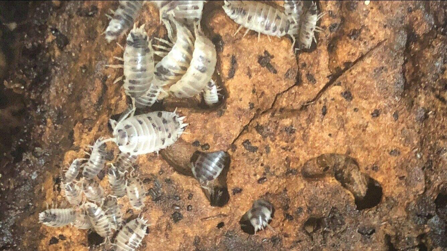 Isopods Dairy Cow Live Porcellio Laevis Roly Poly Cleanup Crew Reptile Food Animals & Pet Supplies > Pet Supplies > Reptile & Amphibian Supplies > Reptile & Amphibian Food BugzyBugs   