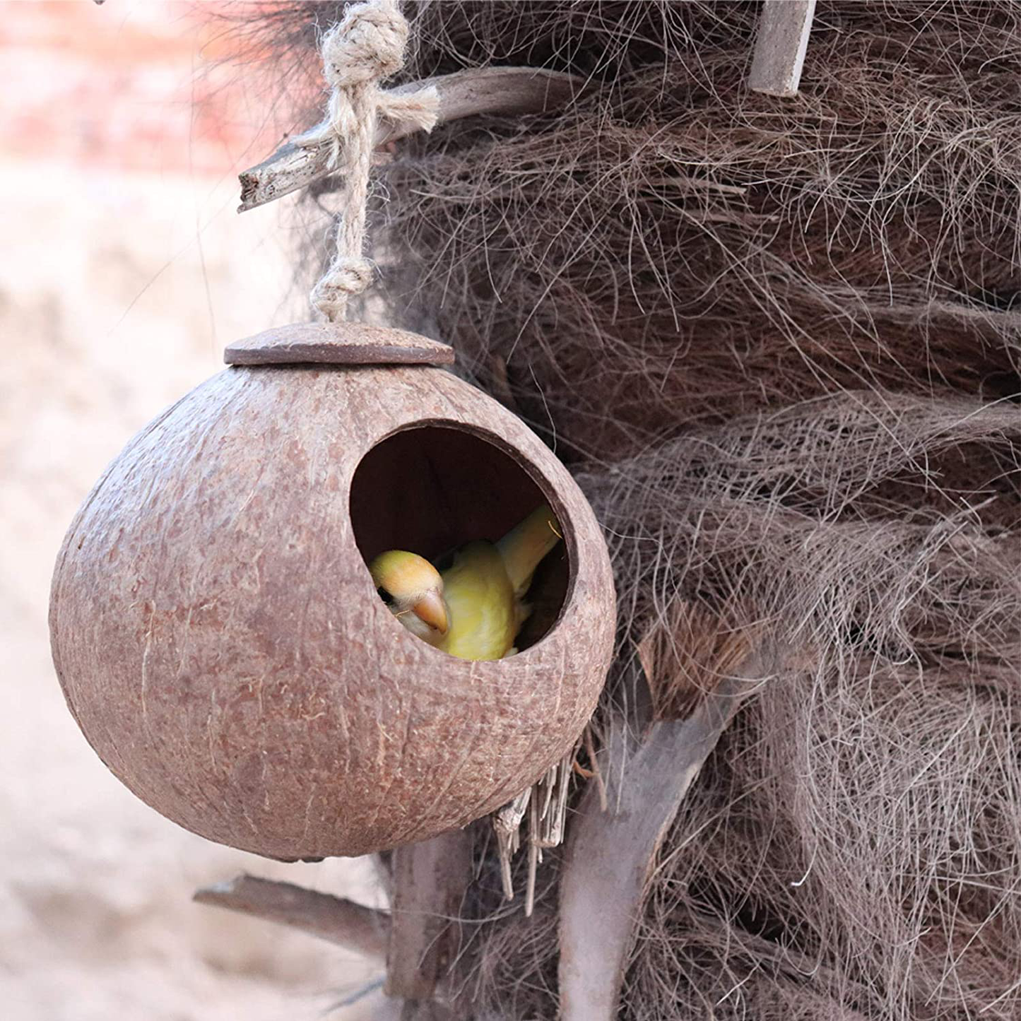 Gecko Coconut Husk Hut, Bird Hut Nesting House Hideouts Hanging Home, Treat & Food Dispenser, Durable Cave Habitat with Hanging Loop for Crested Gecko, Reptiles, Amphibians and Small Animals Animals & Pet Supplies > Pet Supplies > Small Animal Supplies > Small Animal Habitat Accessories Besimple   