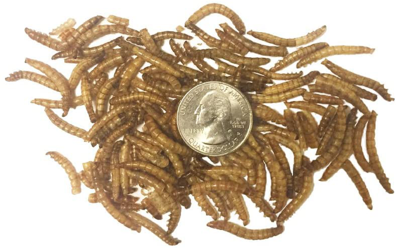 Tradeking 1 Lb Dried Mealworms - High Protein Treat for Wild Birds, Chicken, Fish & Reptiles Animals & Pet Supplies > Pet Supplies > Bird Supplies > Bird Treats TradeKing   