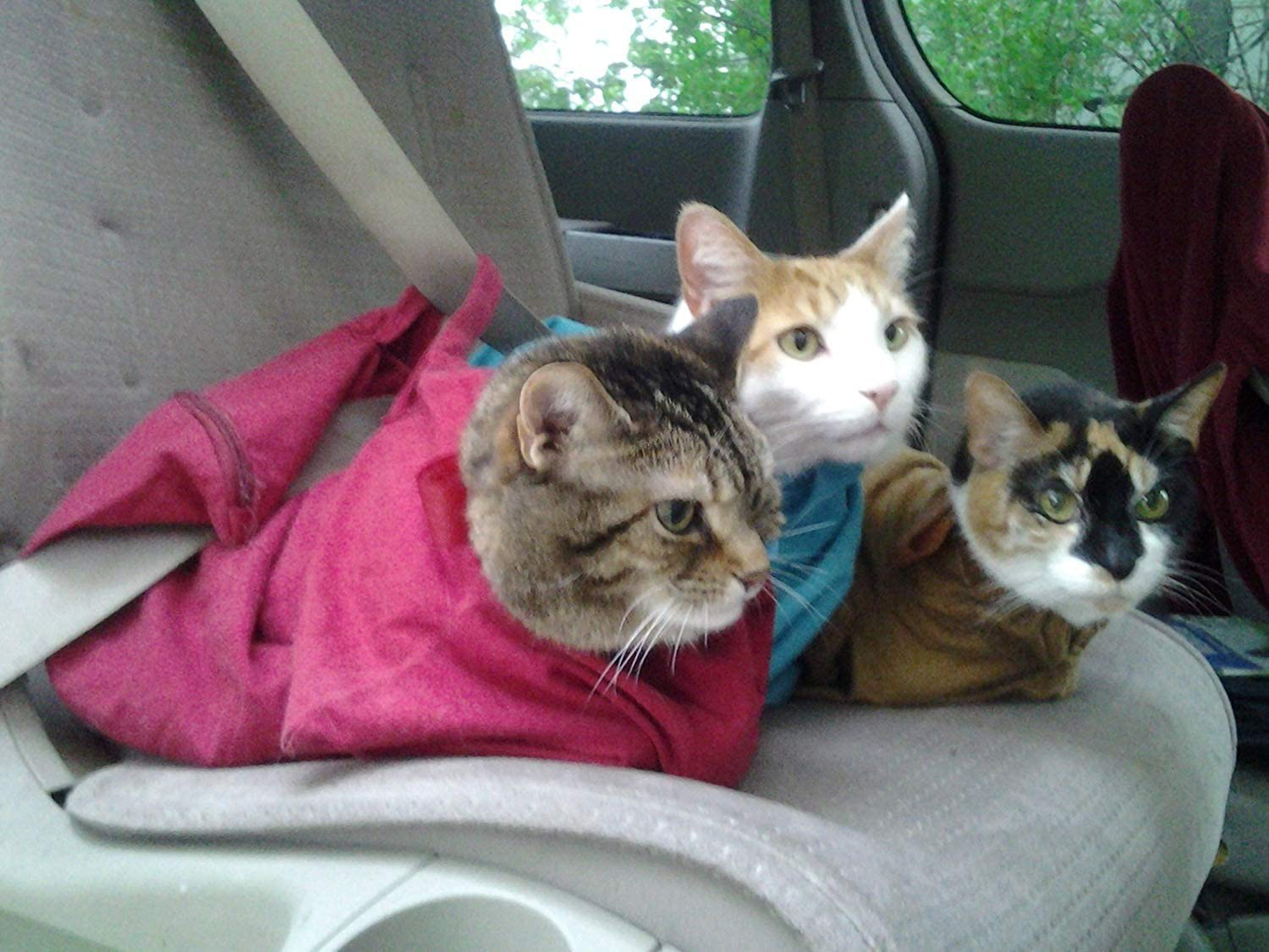CAT-IN-THE-BAG COZY COMFORT Accidon'T Carrier Liners Animals & Pet Supplies > Pet Supplies > Cat Supplies > Cat Litter Box Liners Cat-in-the-bag   