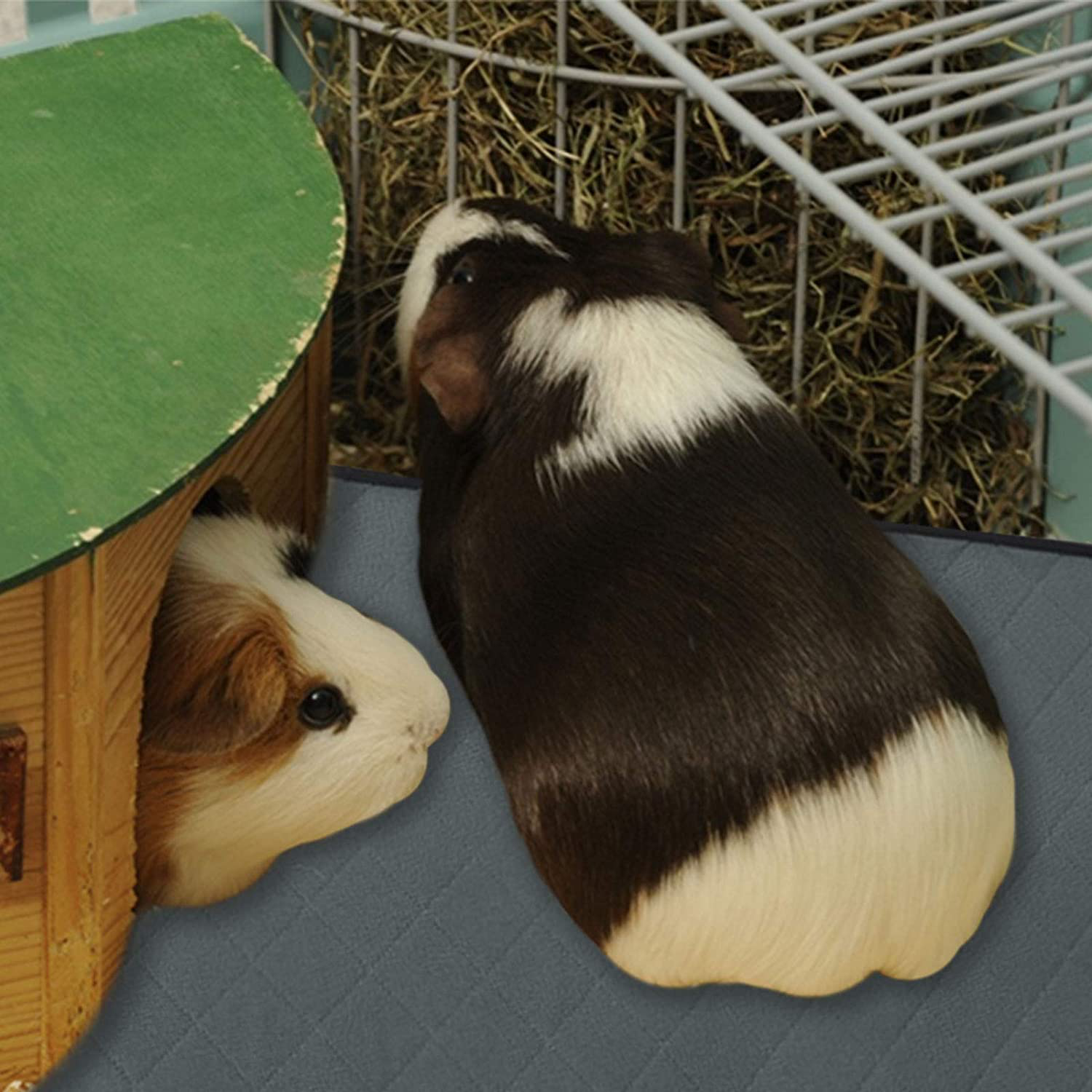 Dazzfond Guinea Pig Cage Liners,Reusable Washable Pet Training Pads,Mesh Breathable Guinea Pig Pad,Waterproof Guinea Pig Bedding with Anti-Slip Silica Gel Bottom(2 Pack) Animals & Pet Supplies > Pet Supplies > Small Animal Supplies > Small Animal Bedding Dazzfond   