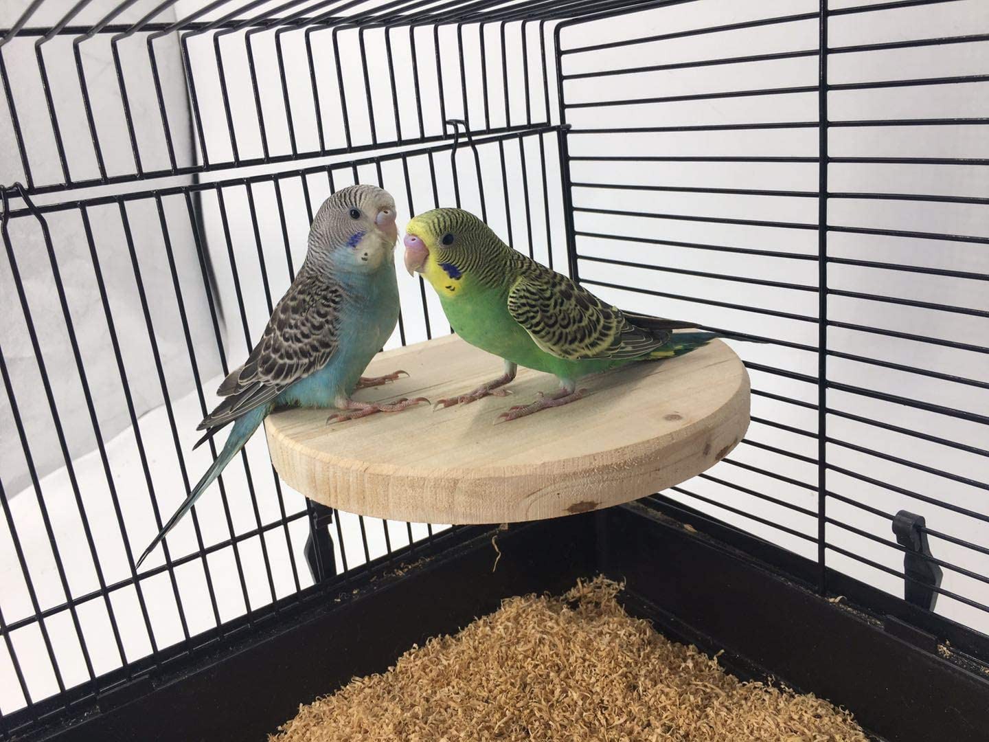MINORPET Wood Perch Platform Stand for Small Animals Pet Cage Accessories Bird Parrot African Grey Parakeet Conure Cockatiel Budgie Gerbil Rat Mouse Chinchilla Hamster Exercise Toy
