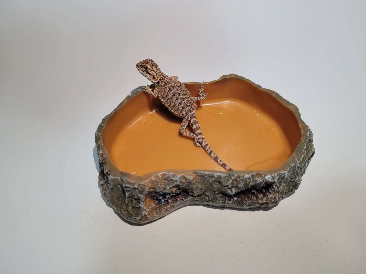 Runxf Simulation Rock Reptile Feeding Bowls Resin Feeder Lizard Toad Tortoise Hedgehog Habitat Accessories Terrarium Tank Ornament Water Food Dish,5.5 X 3.7 X 1.2Inches (Medium) Animals & Pet Supplies > Pet Supplies > Reptile & Amphibian Supplies > Reptile & Amphibian Substrates RunXF   